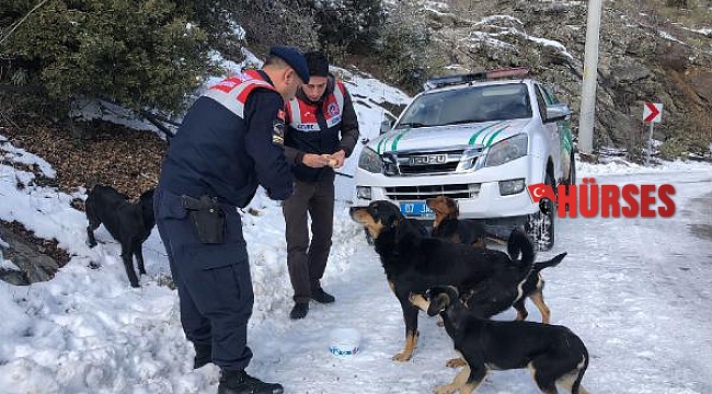 Jandarma, hayvanları korumaya devam ediyor
