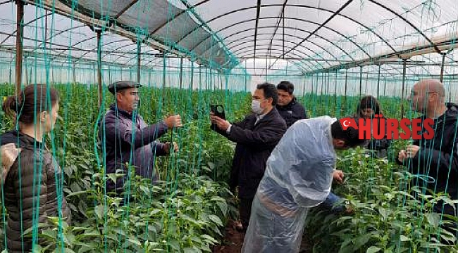 Kumluca'da su baskınından zarar gören seralarda inceleme