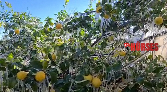 Limon ağaçları buz tuttu, sarkıtlar oluştu