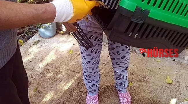 Marmaris'te avcıların vurduğu atmaca tedaviye alındı