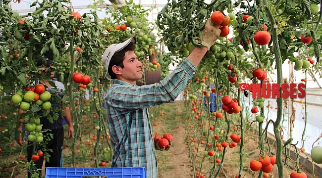Sebze fiyatında son 3 yılın en iyi Aralık ayı