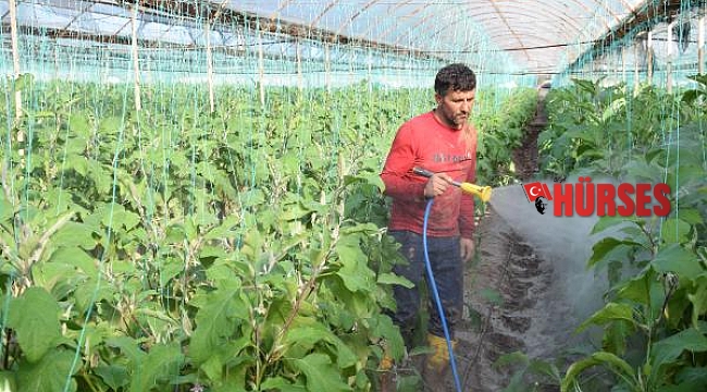 Su baskınından zarar gören seradaki ürünlerde temizlik çalışması