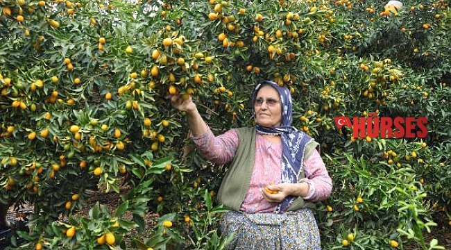 'Türkiye'nin tropikal meyve bahçesi' Gazipaşa