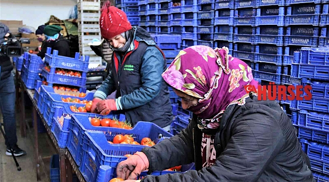 Antalya hallerinde işlem gören meyve Ocak ayında son 4 yılın ortalamasında