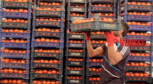 Antalya&#039;da ısınan hava üretimi arttırdı fiyatlar düşmeye başladı