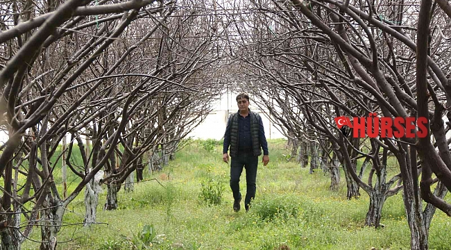 Antalya'da soğuk tufanda eriği vurdu, 5 bin TL'ye sipariş var hasat yapamıyor