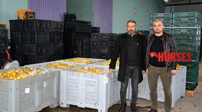 Coğrafi işaretli Korkuteli karyağdı armudunun ihracatı başladı