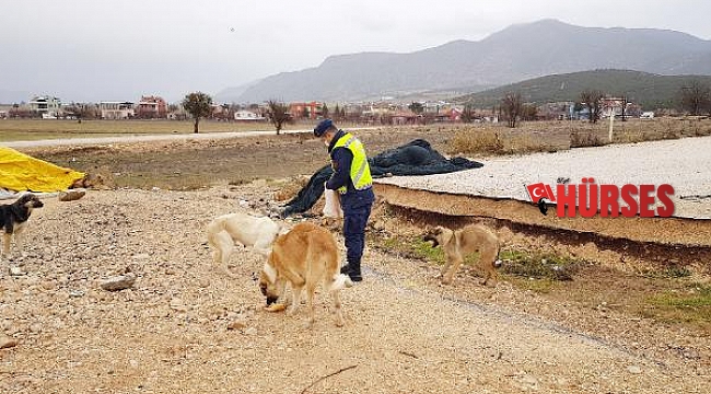 Jandarma, sokak köpeklerini eliyle besledi