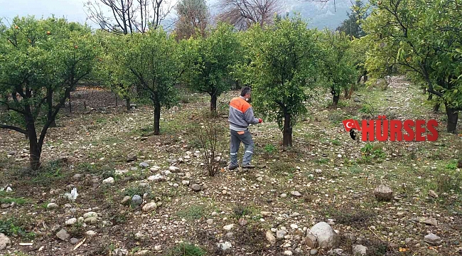 Kemer'de yeşil alanlarda gübreleme çalışması