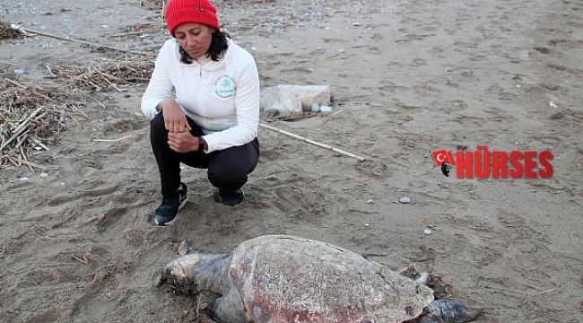 Ölü caretta caretta sahile vurdu