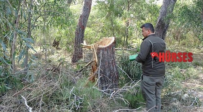 Sorgun Çamlığı'nda ağaç katliamı iddiası jandarmayı harekete geçirdi