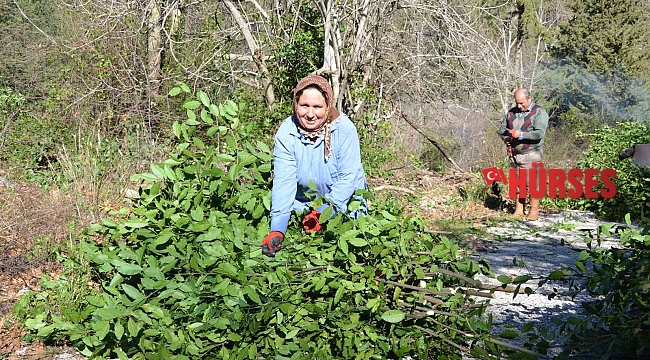 Antalya'da defne yaprağı orman köylüsünün geçim kaynağı oldu