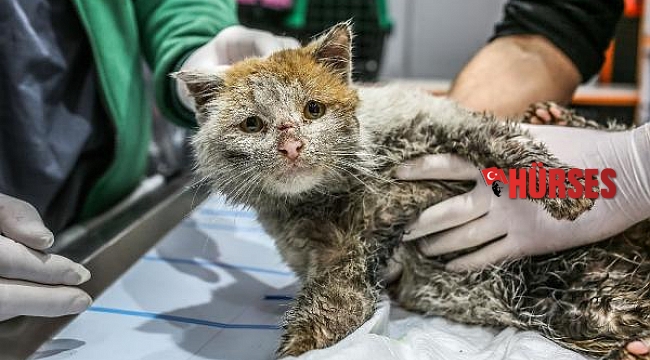 Başkan Böcek'in sahiplendiği depremzede kedi 'Toros' öldü