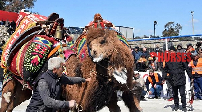 Geleneksel Mumcular Deve Güreşi, 100 devenin katılımıyla gerçekleşti