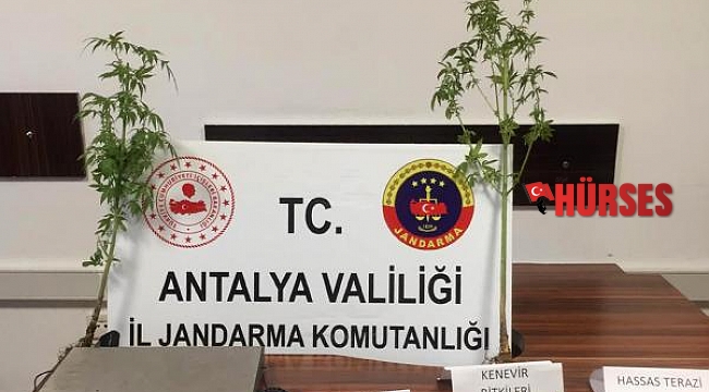 Saksıda uyuşturucu yetiştirilen eve operasyon