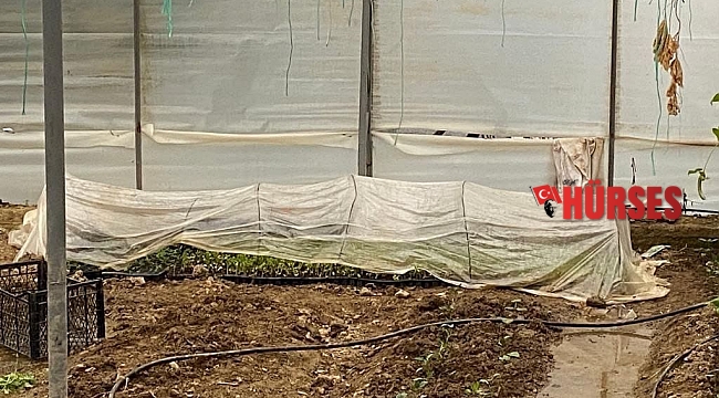 Sera içerisinde 243 kök kenevir bulundu