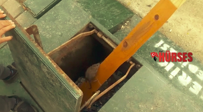 Yeraltı çöp konteynerinde mahsur kalan fare için seferber oldular