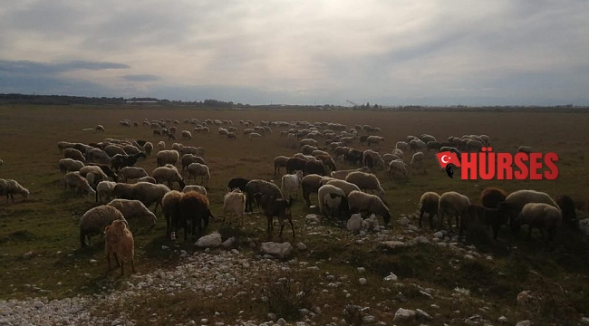 Yörük çadırında yangın çıktı, koyunları vatandaşlar kurtardı