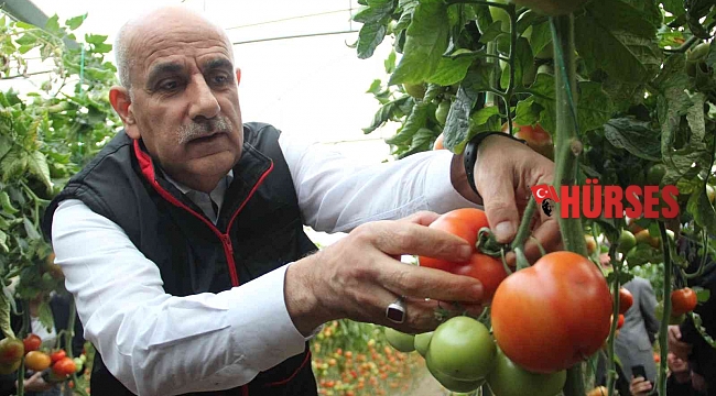 Bakan Kirişci, Antalya'da sarı çizme giyip serada domates topladı