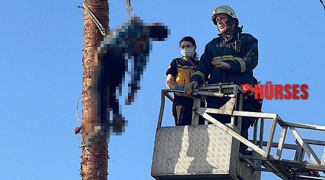 Budamak için çıktığı palmiye ağacında hayatını kaybetti