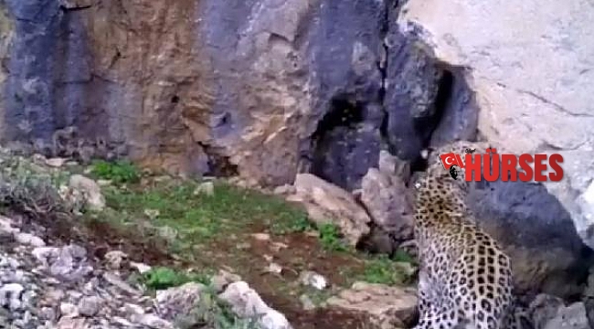 CHP'li Barut'tan Toroslar'da görülen Anadolu leoparı için uyarı