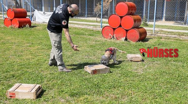 Evde süs köpeğiyken emniyette 'hassas burun' oldu