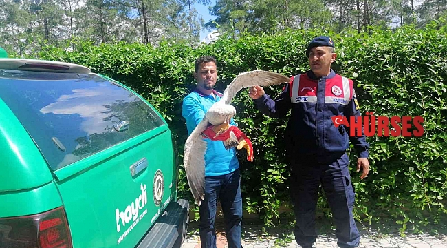 Jandarma, devriyede bulduğu kör ve uçamaz haldeki martıyı tedavi ettirdi