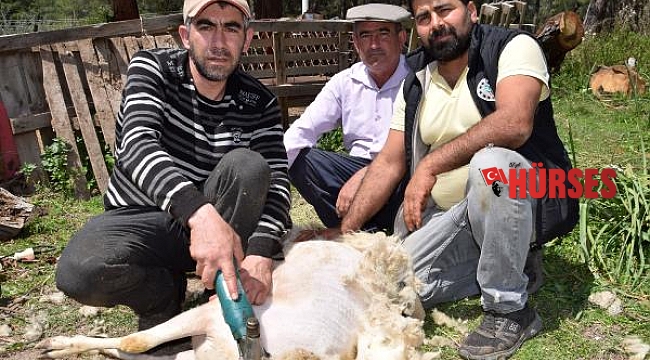 'Koyun berberi' talebe yetişemiyor