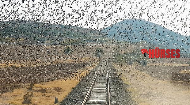 Raylar üzerindeki sığırcık sürüsünü fotoğrafladı