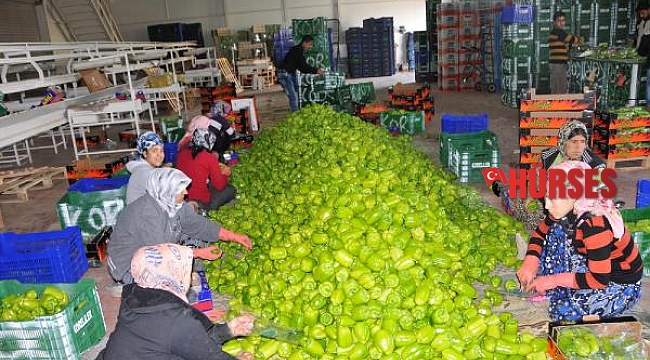 Savaşın Antalya ihracatına faturası ağır