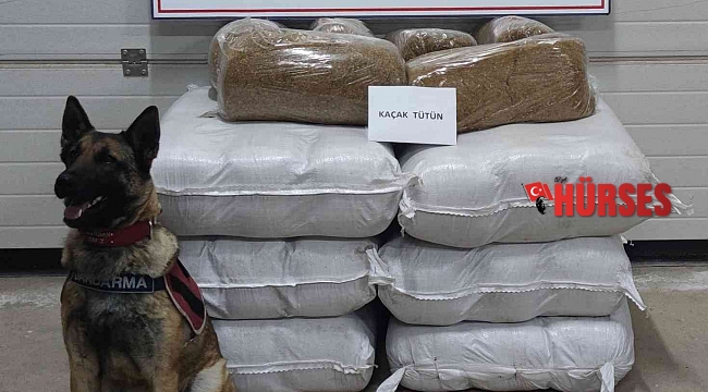 Yolcu otobüsünde 252 kilogram kaçak tütün ele geçirildi