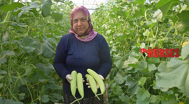 Antalya'da üretilip kilosu 30 TL'den Almanya'ya gidiyor