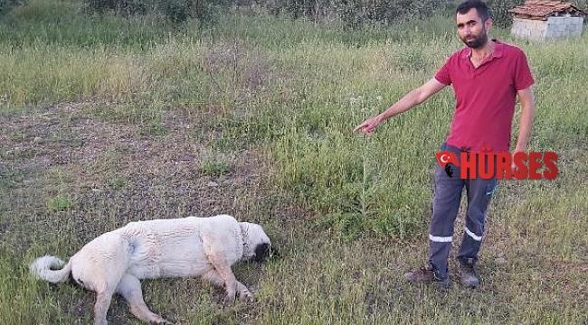 Döşemealtı'nda şüpheli köpek ölümleri