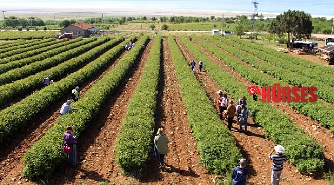 Gülün serüveni Isparta'da ziyaretçilere anlatılıyor