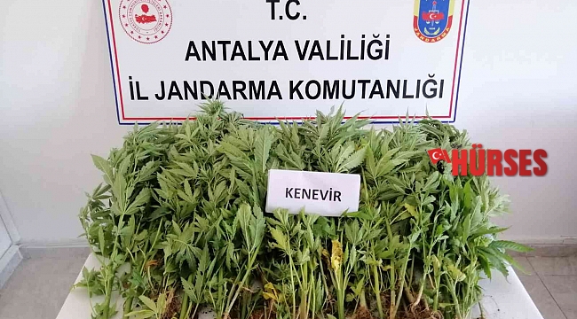 Jandarmadan zeytin bahçesine kenevir operasyonu