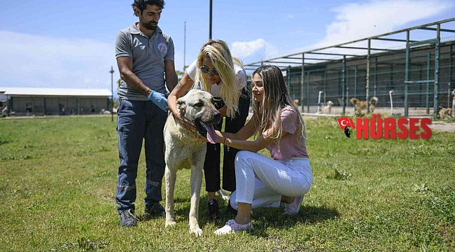Kamyonetin arkasında sürüklenen köpek tedavi altına alındı