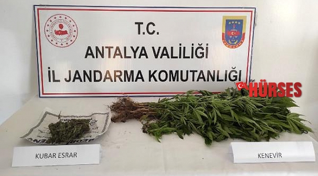 Uyuşturucu yetiştirilen eve operasyon