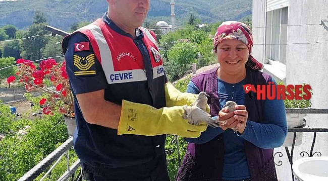 Yavru kumrulara jandarmadan yardım eli