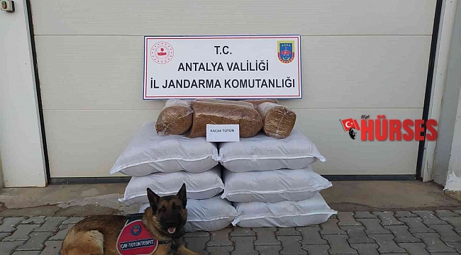 Yolcu otobüsünde 210 kilogram kaçak tütün ele geçirildi
