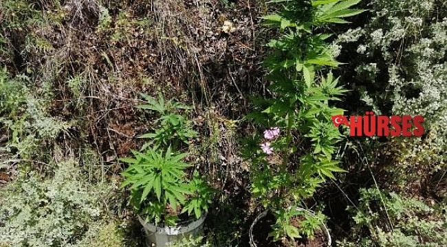 Zeytin bahçesine kenevir baskını