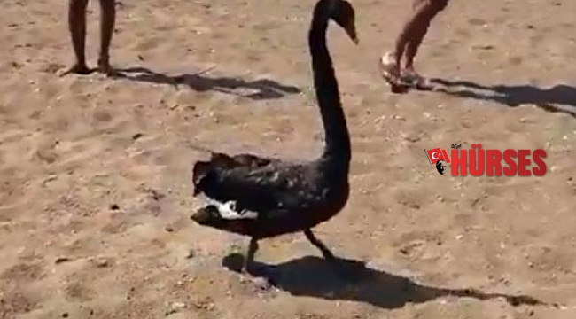Ana vatanı Avustralya olan siyah kuğu, Serik sahilinde