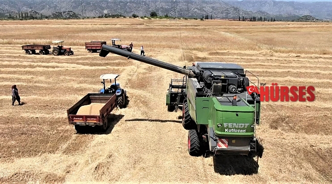 Antalya'da buğday hasadı başladı