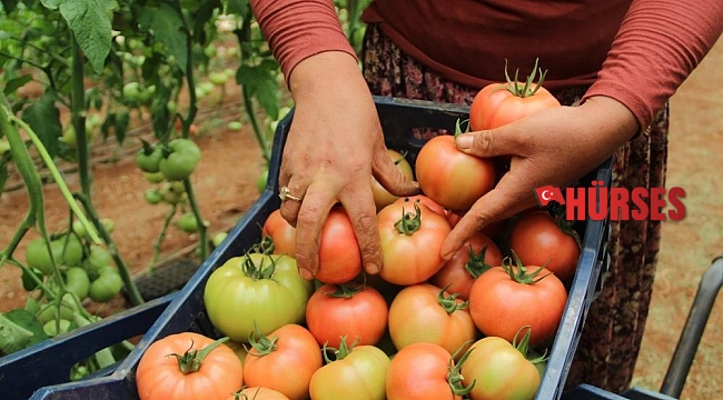 Antalya'da domates çiftçinin yüzünü güldürdü