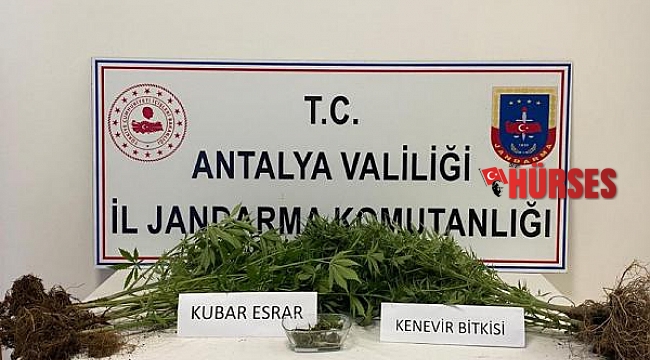 Balkondaki saksıda kenevir yetiştirdi