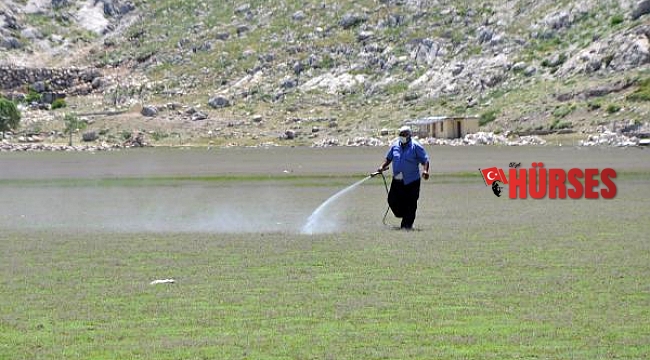 Gazipaşa'da zararlı çekirgelere karşı mücade