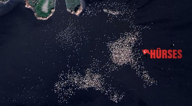 Google Earth'ten flamingo gözlemi 