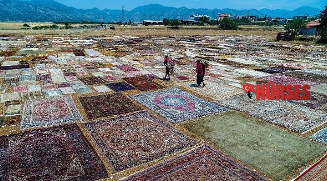 'Halı tarlaları'nda sezon 2 ay erken başladı