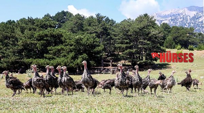 'Hindi ordusu', istilacı çekirgelerin yarısını yok etti
