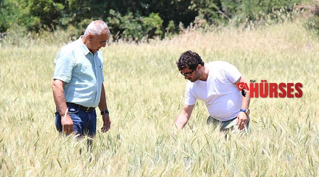 İbradı'da dağıtılan ata tohumları hasada hazır