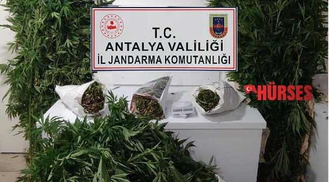 Jandarmadan uyuşturucu baskını